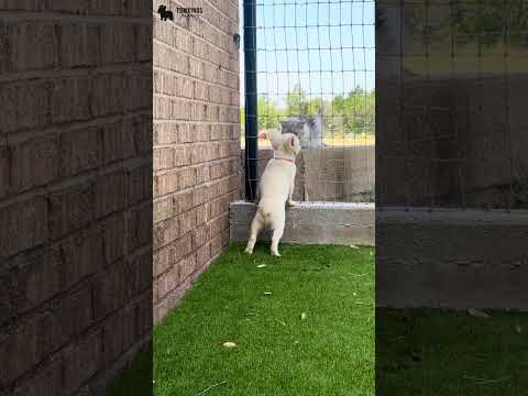 Video 1