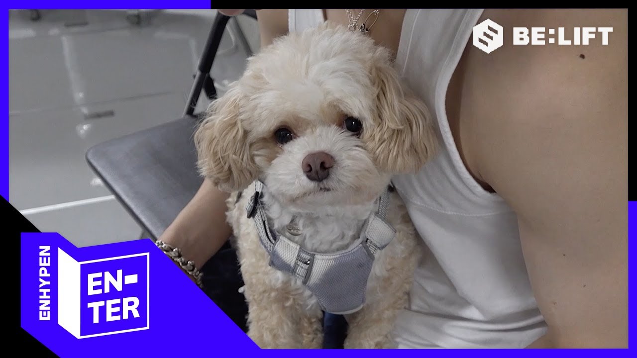 [EN-TER key] 다시 만난 니키와 비스코🐶 - ENHYPEN (엔하이픈)