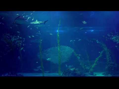 Aqua Planet thumbnail