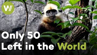 Cat Ba Langurs: The World's Rarest Primates on the Brink of Extinction (Documentary, 2013)