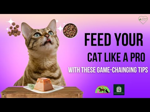 Feed Your Cat Like a Pro With These Game-Changing Tips