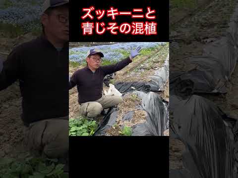 植物 グラン カモミール ゼラニウム 園芸協会 コンパニオン プランツ