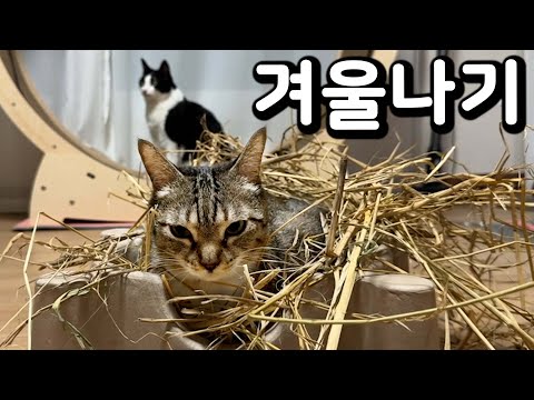 고양이랑 월동 준비 하기