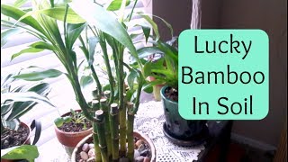 Lucky Bamboo repotting into soil (Care Tips)