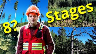 Forest Stand Development - The 8-Stage Model
