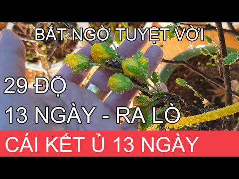 🔴 QBS2108 - Ủ mai 13 ngày nhiệt độ trên dưới 29 độ và cho ra lò kết quả tuyệt vời || Bonsai mai vàng