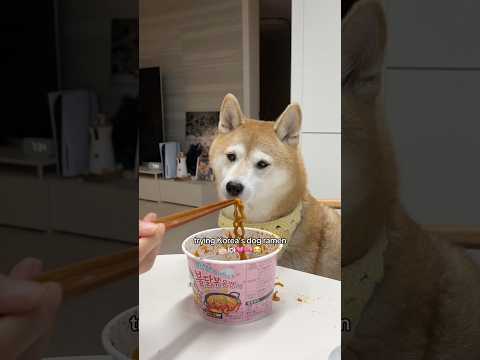 OMG Korea has dog ramen🇰🇷😳