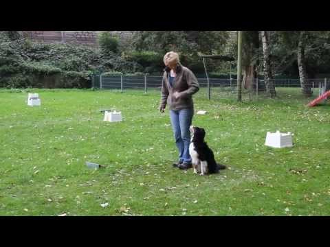 Rally-Obedience Leverkusen 03.10.13 Beginner - Conni mit Sunny (Bewertung: vorzüglich 93 Punkte)