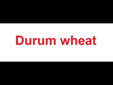 Durum Wheat Meaning in Hindi
