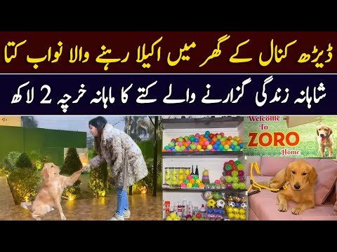 1.5 Kanal Ky Ghar Mein Akela Rehnay Wala Dog | Zoro Home | Aftabiyan