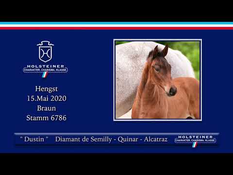 Holsteiner Elite-Fohlenauktion | Nr. 23 v. Diamant de Semilly - Quinar
