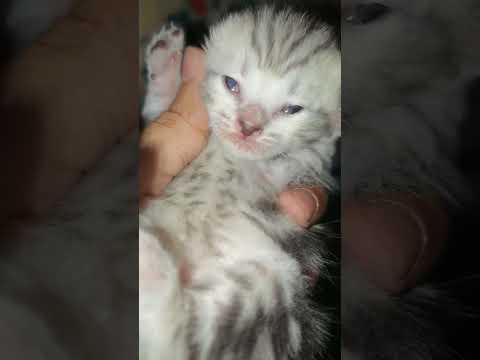 caught this baby  being cute 🥰 #cats #love #kitty