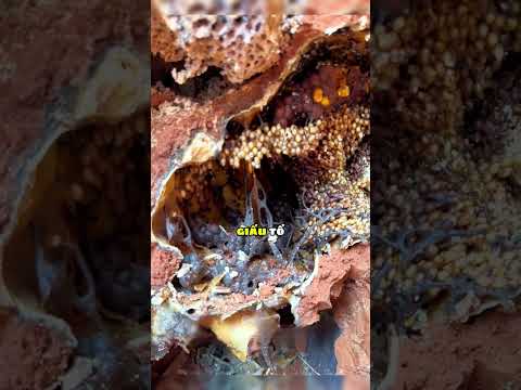 Tổ ong hiếm nhất thế giới 😲