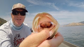 Easy Hook Removal For Gullet and Gut Hooked Fish