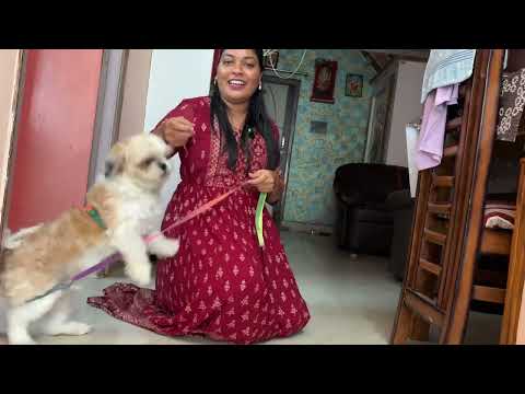 Feeding dogs is my favourite thing ever || ​⁠@Eswaritalks7332