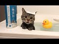 お風呂猫のYouTubeサムネイル