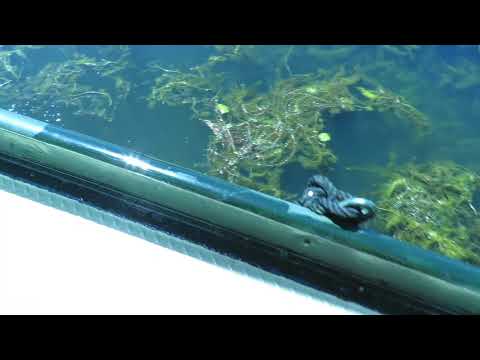 Dutch Tjalk converted barge - Boatshed - Boat Ref#251630