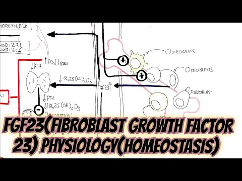 FGF23(Fibroblast Growth Factor 23)Physiology(Homeostasis)@umerfarooqbiology7083