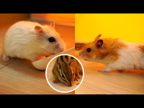 SUB) Chipmunk(Squirrel)'s Friends, Golden Hamster and Pearl Hamster Debut / Raising Pets | リスのお友達