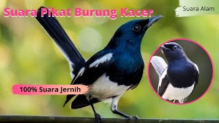 Download lagu SUARA KACER  | Suara Pikat Kacer Durasi 1 Jam mp3