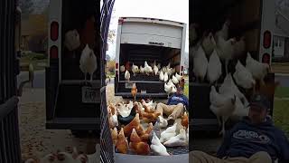 Download lagu Ayam Meluap dari Truk #ayam #meluap #truk #CCTV mp3 Download lagu Ayam Meluap dari Truk #ayam #meluap #truk #CCTV mp3