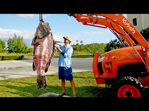 How to Clean and Cook a 300lb Grouper