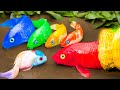 Two Blue Sharks, Can They Survive With Dinosaurs, Koi Fish STOP MOTION COOKING in real life Coco