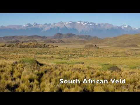 image-What are the characteristics of temperate grasslands?