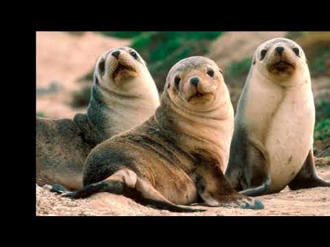 carnaval de animales soca calipso