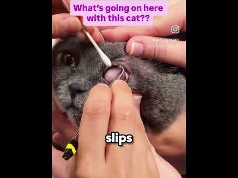 Every Cat Owner Needs To Know About This 😳🐱