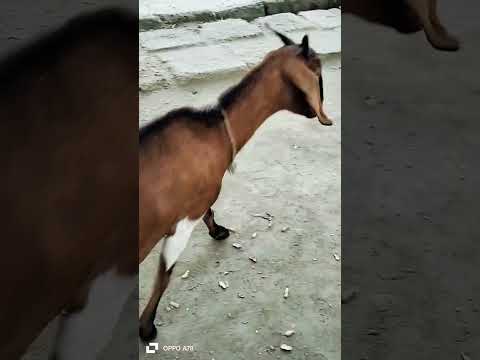 Goat 🐐 movement #goat #movement #viral #shorts #shortvideos