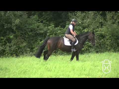 Holsteiner Stute Doreen von Cormint   Contender   Caretino