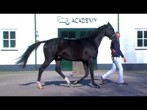 11 Vivaldi's Secret - EDS COLLECTION 2018