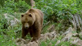 Vídeo del Parque Natural de Somiedo