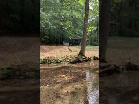 The stream at the picnic area (outside campground) is quite picturesque.