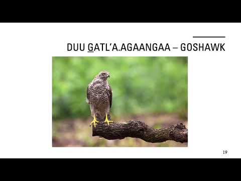 Birds of Haida Gwaii