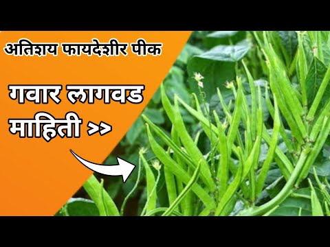 गवार लागवड कोणत्या महिन्यात करावी | गवार लागवड माहिती | #PracticalFarming #gavar