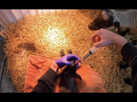 Tube Feeding & Post Lambing Care