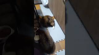 食事に夢中の猫さん。 #猫 #shorts