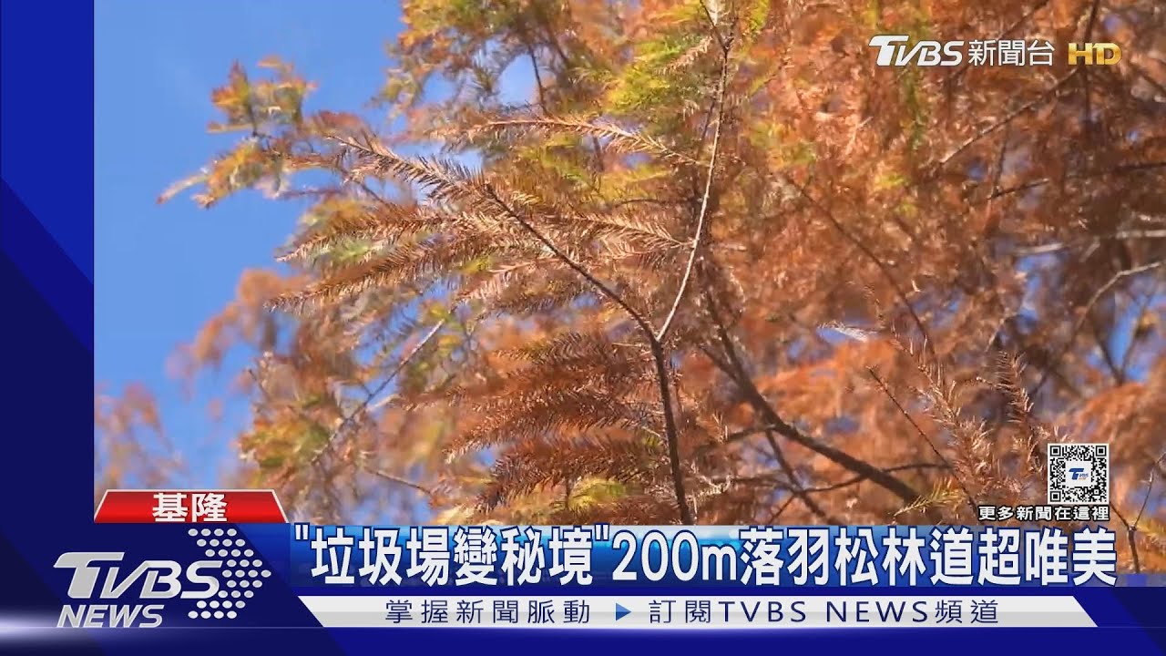 「垃圾場變秘境」！　200m落羽松林道超唯美