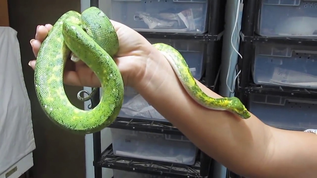 Chondropython, Morelia viridis, the Green Tree Python, and the Deadly Tarantula Girl