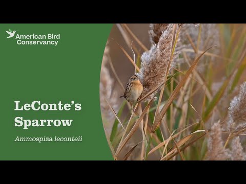 LeConte's Sparrow: Grassland Secret