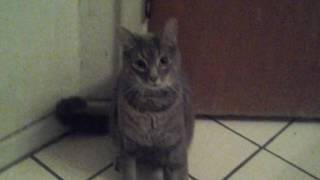 My kittie with music sucker for pain