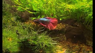 New Betta In My Office Tank