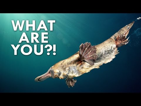 Interesting Animal Videos