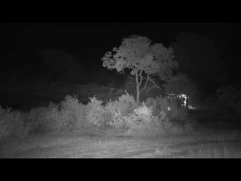 Djuma: Sounds of the early morning, including lions roaring - 03:51 - 06/10/19