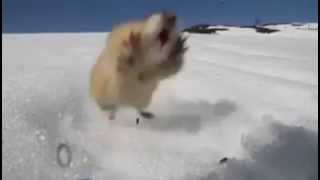 Fearless Norwegian lemming screams at predator