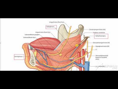 Hyoglossus muscle deep relations