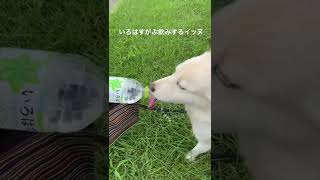 いろはすを飲むイッヌ