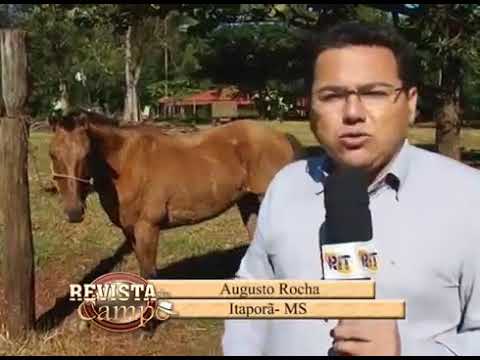 MATO GROSSO DO SUL TEM O MAIOR REBANHO DO CAVALO DA RAÇA CRIOULA NO CENTRO-OESTE